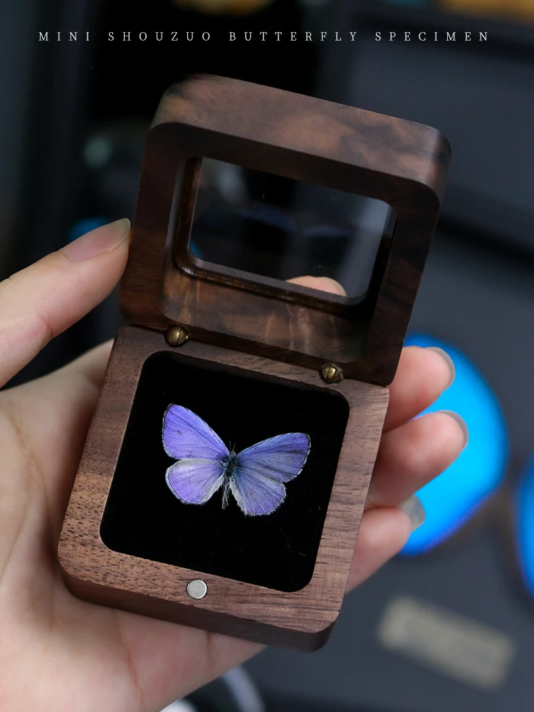 Ya Grey Butterfly Wu Grey Butterfly Walnut Box Real Butterfly Specimen Square Box Retro Niche Birthday Gift for Male Girlfriend