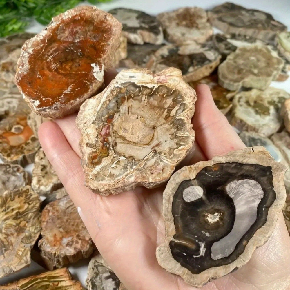 Natural Petrified Wood Slice, Polished Petrified Wood Slab, Mineral Specimen, Irregular Shape Stone, Desk Ornament, Healing Gift