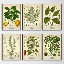 Kitchen Botanical Vintage Poster Print Canvas Painting Lemon Black Pepper Medical Plants Wall Art Pictures for Room Home Decor