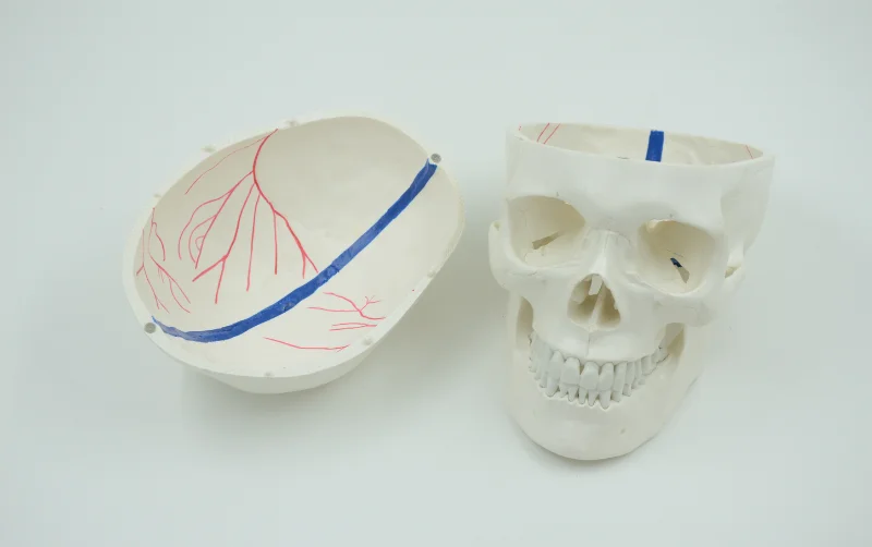

Adult Skull Accessory Nerve Model Medical Science Simulator Cranial Bone Anatomy Educational Guidance Study Assistance Teaching