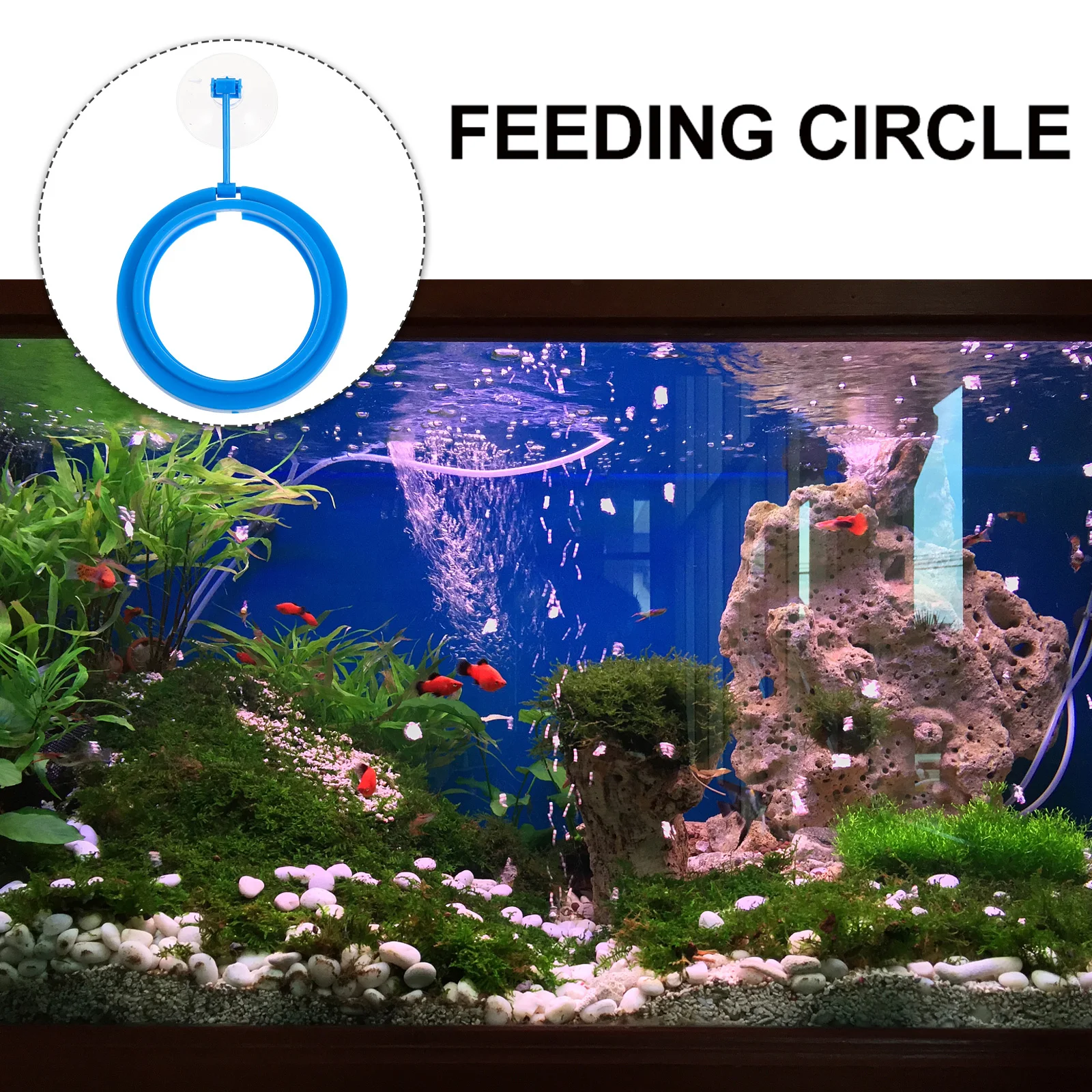 

3 Pcs Fish and Food Feeder Feeding Circle Tank Ring Floating Supplies Accessory Aquarium