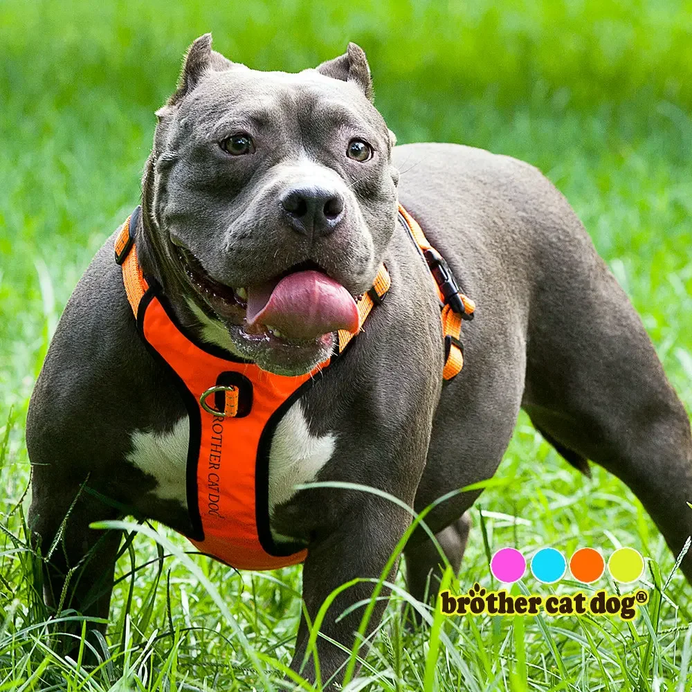 Harnais rembourré pour chien de compagnie 3M réfléchissant en Nylon gilet de gamme avant harnais de sécurité véhicule plomb pour chiens sangles réglables bouledogue carlin