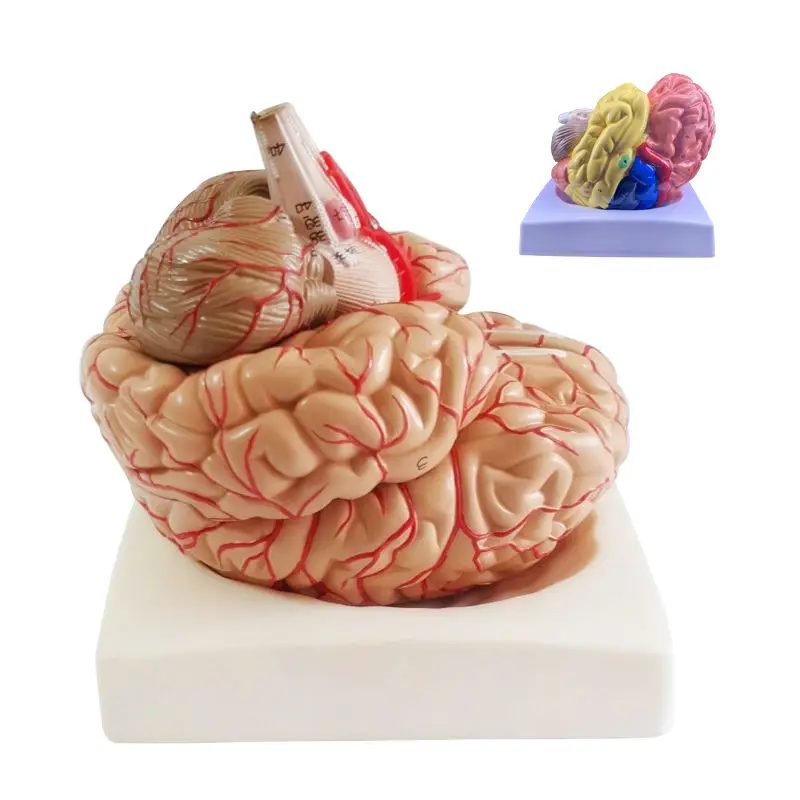 

Human organ model, brain structure hierarchy module, hospital school teaching demonstration display, detachable