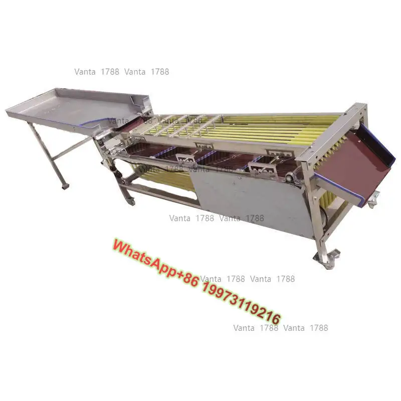 

Industrial Fruit & Vege Grading Machine Avocado Lemon Potato & Onion Size Sorter