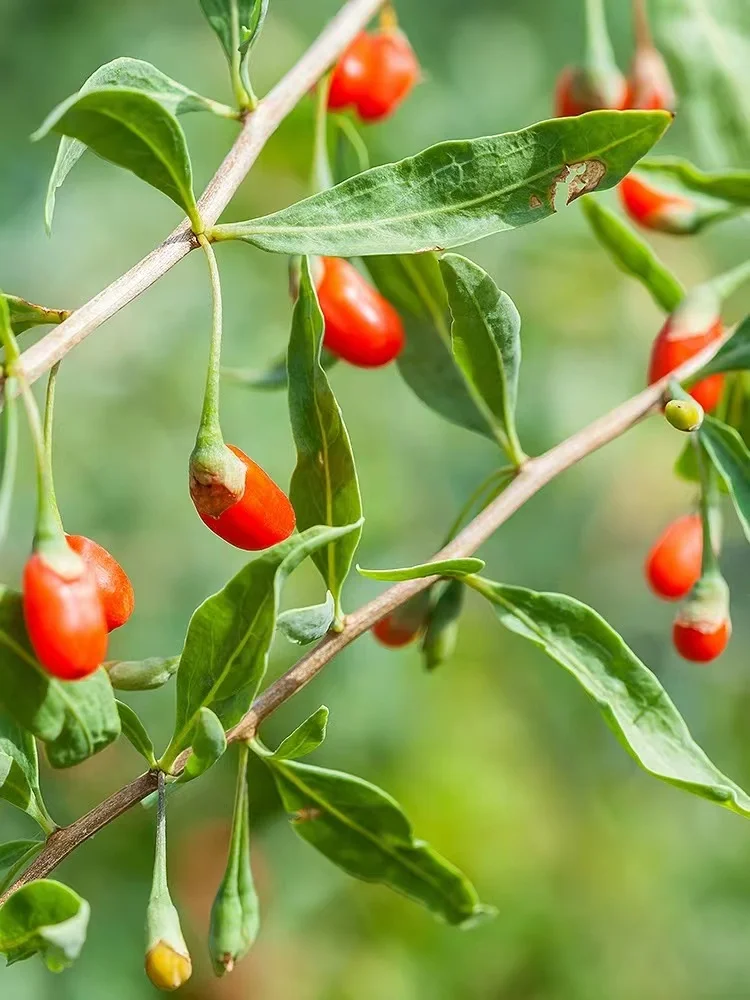 الحمراء المجففة غوجي بيري الحضض غو تشي زي