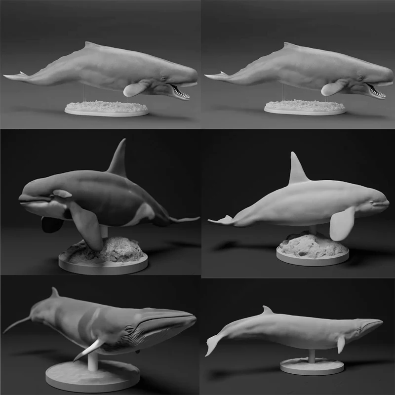

1/35 15cm A Orcinus citoniensis Orcinus orca Balaenoptera acutorostrata Model Toy Modern Animals Model Gk Customize 3D Printing