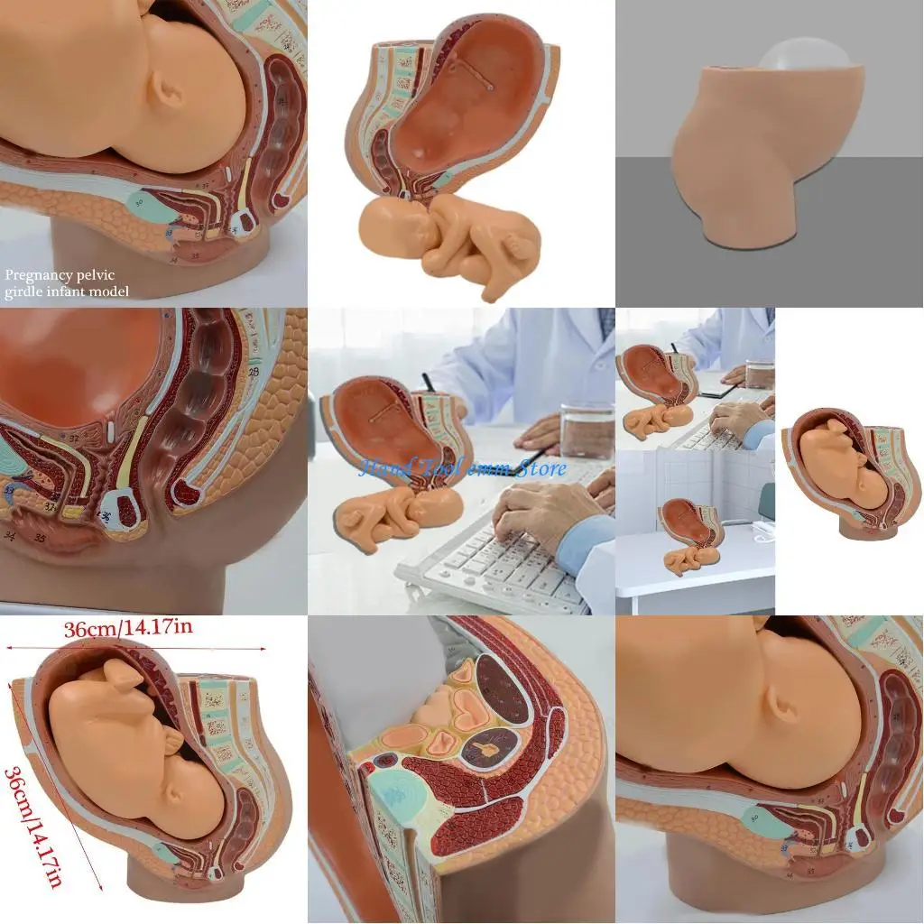 

H37F Pregnancy Pelvic Anatomy Model with Removable Fetus Classroom Teaching Tool
