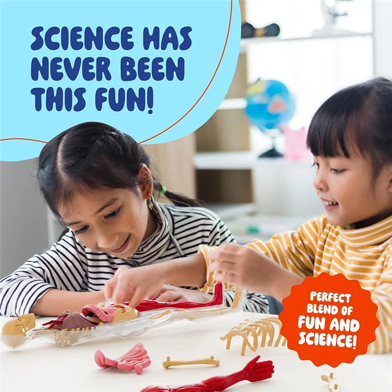 Educational Human Body For Kids Human Anatomy Squishy Body Model Science Kit Glow In The Dark Skeleton Learning