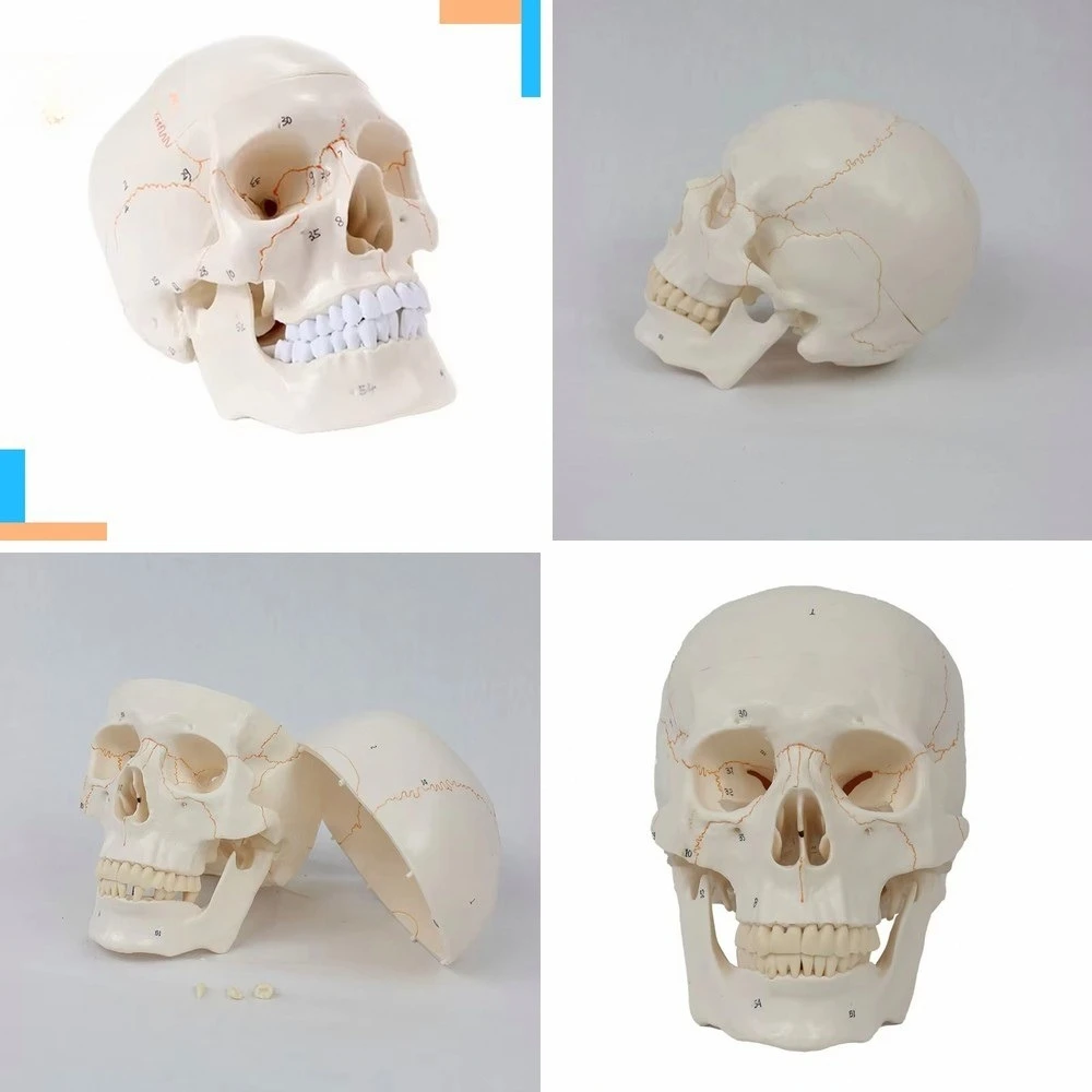 Life-size 3-part numbered skull model with full set of teeth Removable skull and articulated mandible Details