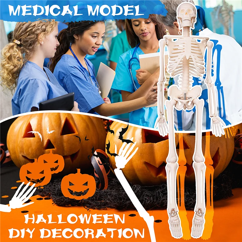

45CM Human Anatomical Anatomy Skeleton Model Poster Learn Aid Anatomy Human Skeletal Model