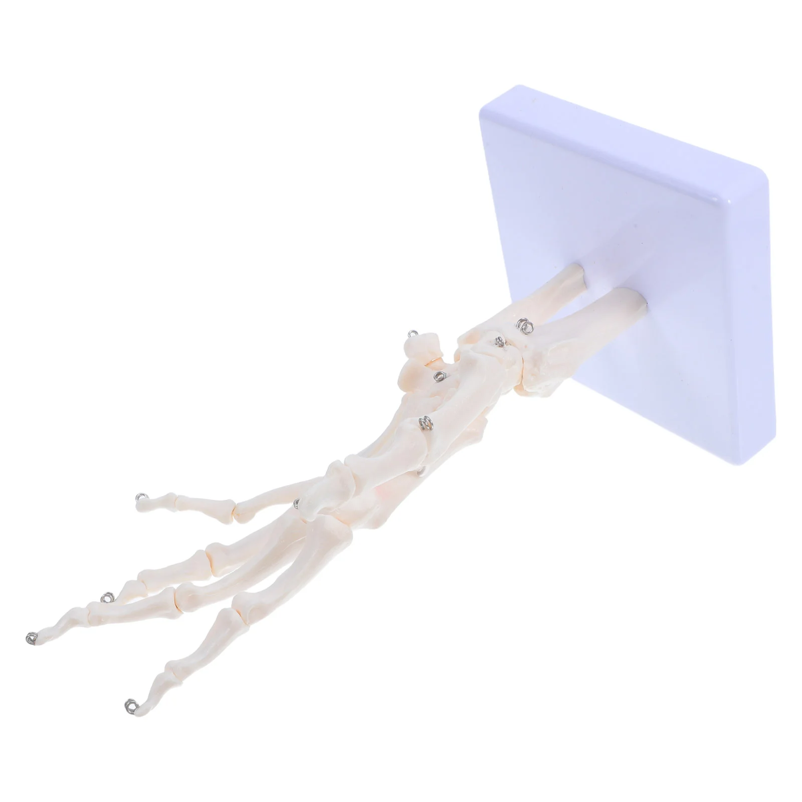 Model Anatomy Figure Articulated Hand Human Body Bones for Study Pvc Teaching