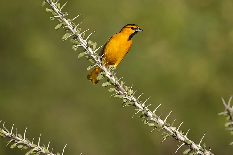 FLYWOO GOKU GM10 Pro V3 GPS - com bússola, para drones FPV Racing e Freestyle