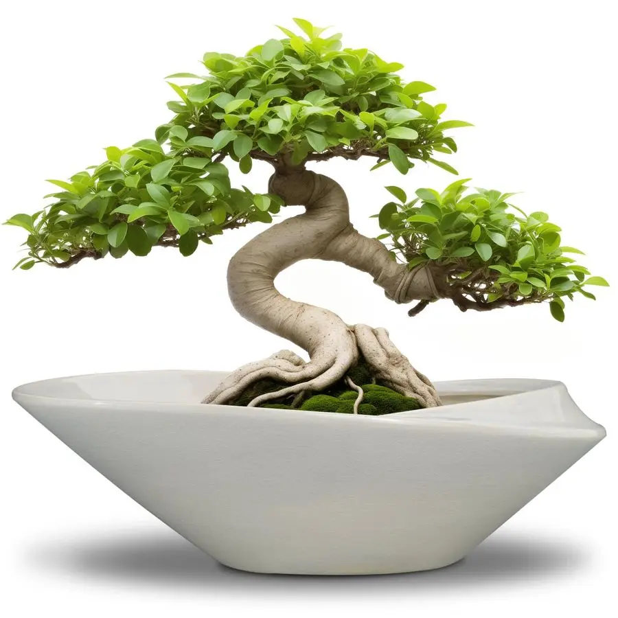 

Bonsai Planter Pot 12 Inch Ceramic Plant Pot for Indoor Plants Outdoor Decorative Flower Pot Succulent Planter with Drainage Hol