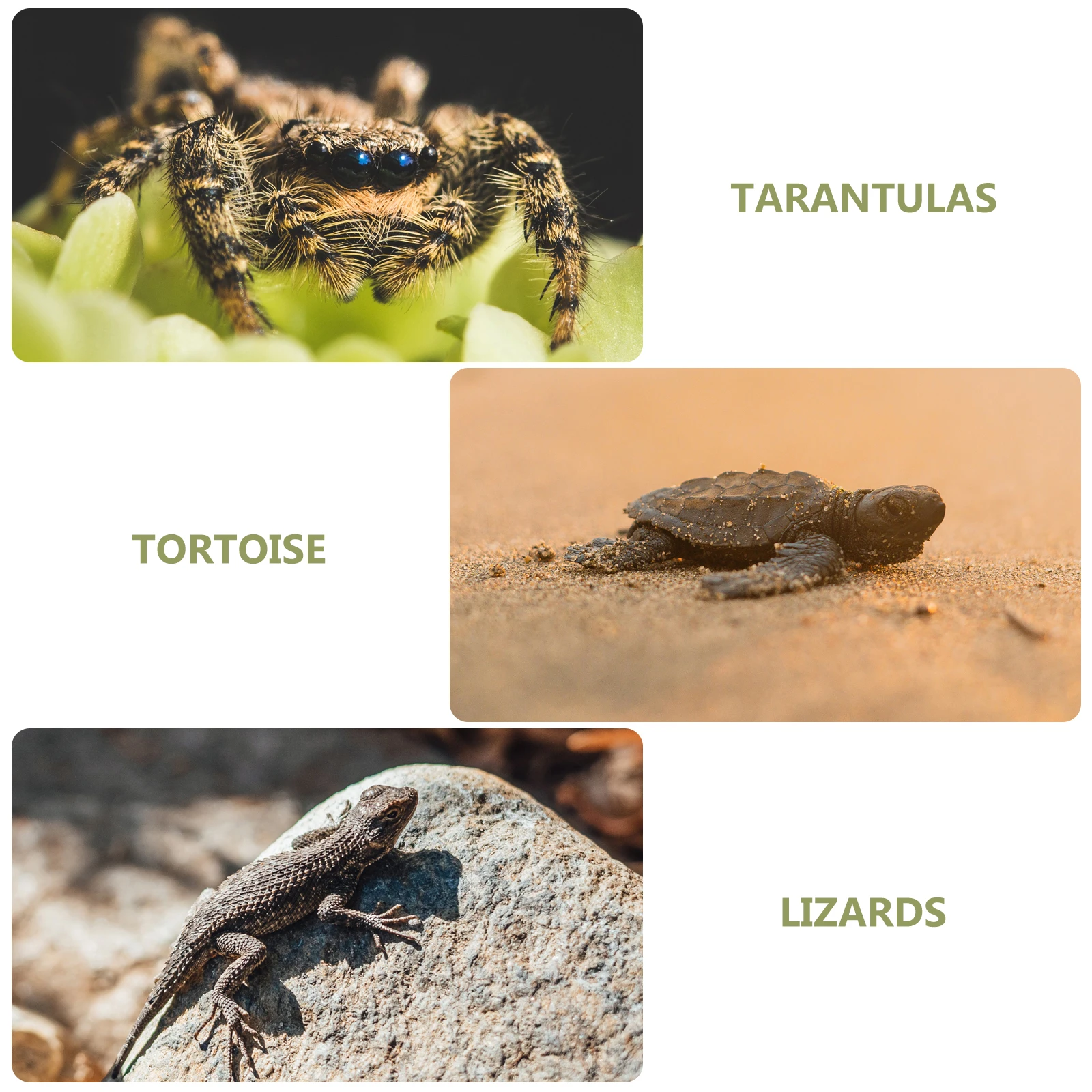 

Fake Lawn Reptile Carpet 40x40cm Durable Tortoise Bedding Substrate Reusable Snake Mat Terrarium Liner Pet Accessories