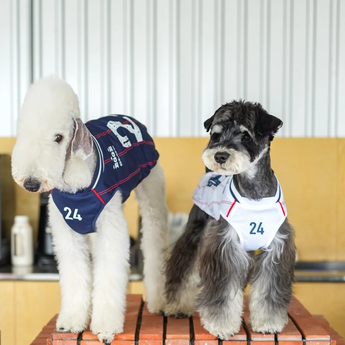 

Breathable Mesh Vest for Bellington in Summer White Blue Sports T-shirt for Italy Greyhound Light Cool Pajamas for Mid Dogs