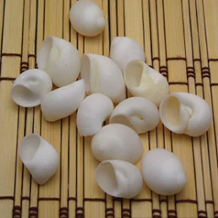 Natural Sea Shell Aquarium Ornament, Pure White Bottom Decoration for Fish Tank, 1.5-3cm Size, Enhance Aquarium Aesthetics