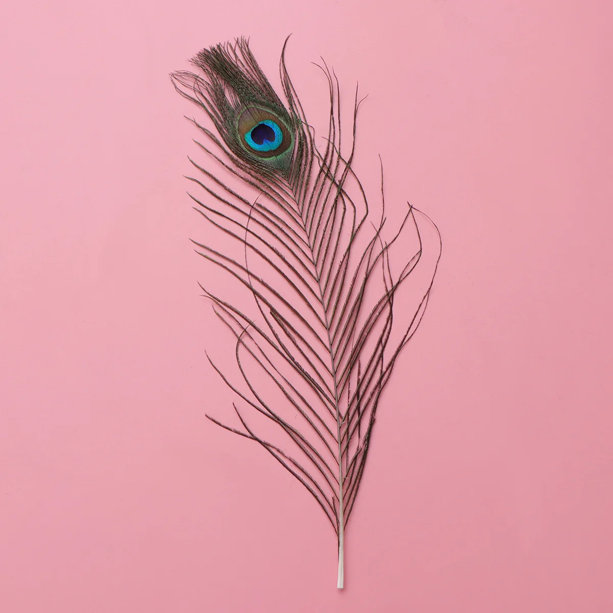 

20pcs 25-30Cm Natural Peacock Decorative Tail For Wedding Party Hat Trim Diy Craft Art Decoration For Hat