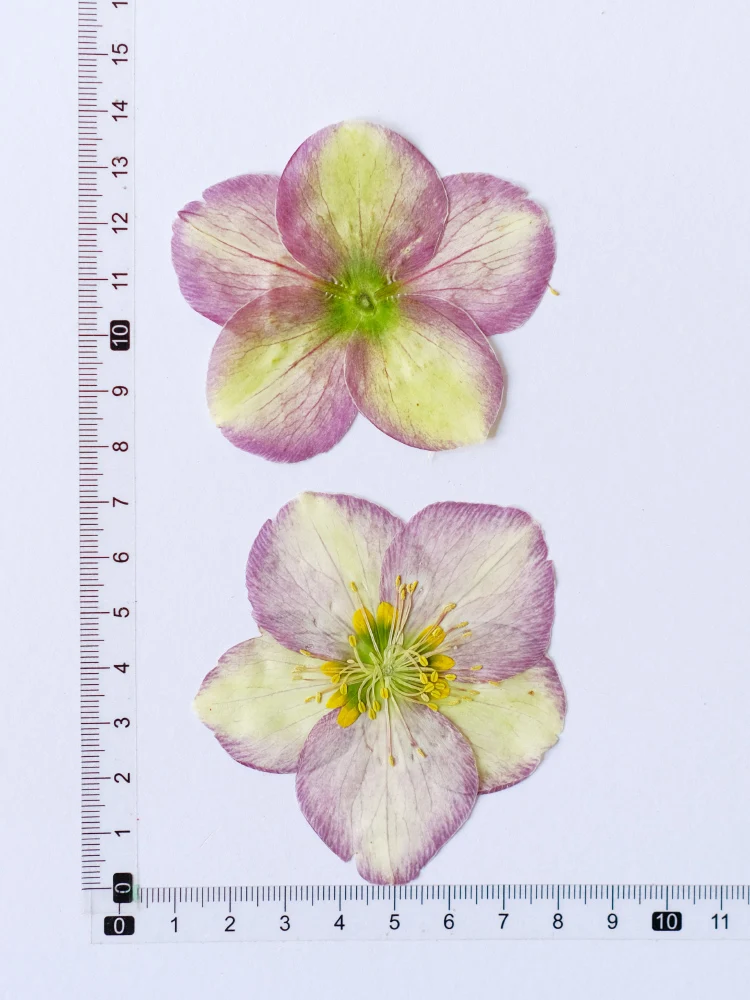 Natur gepresster Blumenkopf, großes trockenes Blütenblatt, DIY Tropfkleber, Tischlampen, Aromatherapie, Handyhülle, Festival-Lesezeichen, 6–8 cm/2 Stück – Detail 6