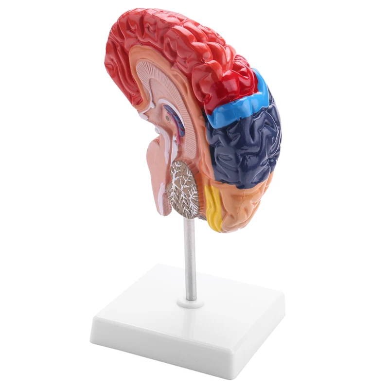 Cerebral Anatomical Model Anatomy 1:1 Half Brain Brainstem Teaching Lab Supplies