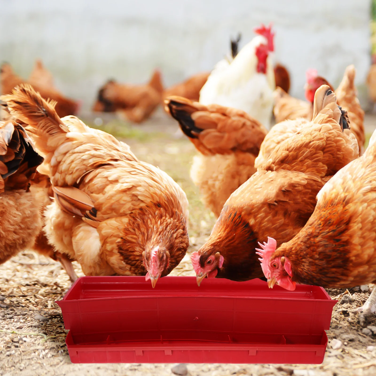 

Automatic Chicken Feeder Poultry Feeders Durable Plastic Anti-Spatter Food Trough Easy Clean Detachable Bird Bowl Sun