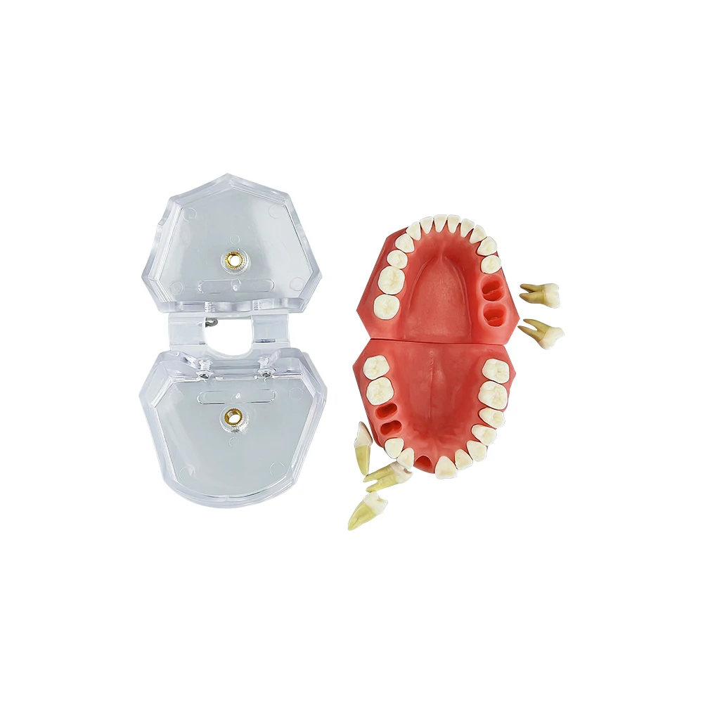 

Стоматологическая стандартная модель зуба, разборная, для лабораторных занятий, обучения, исследований и практики