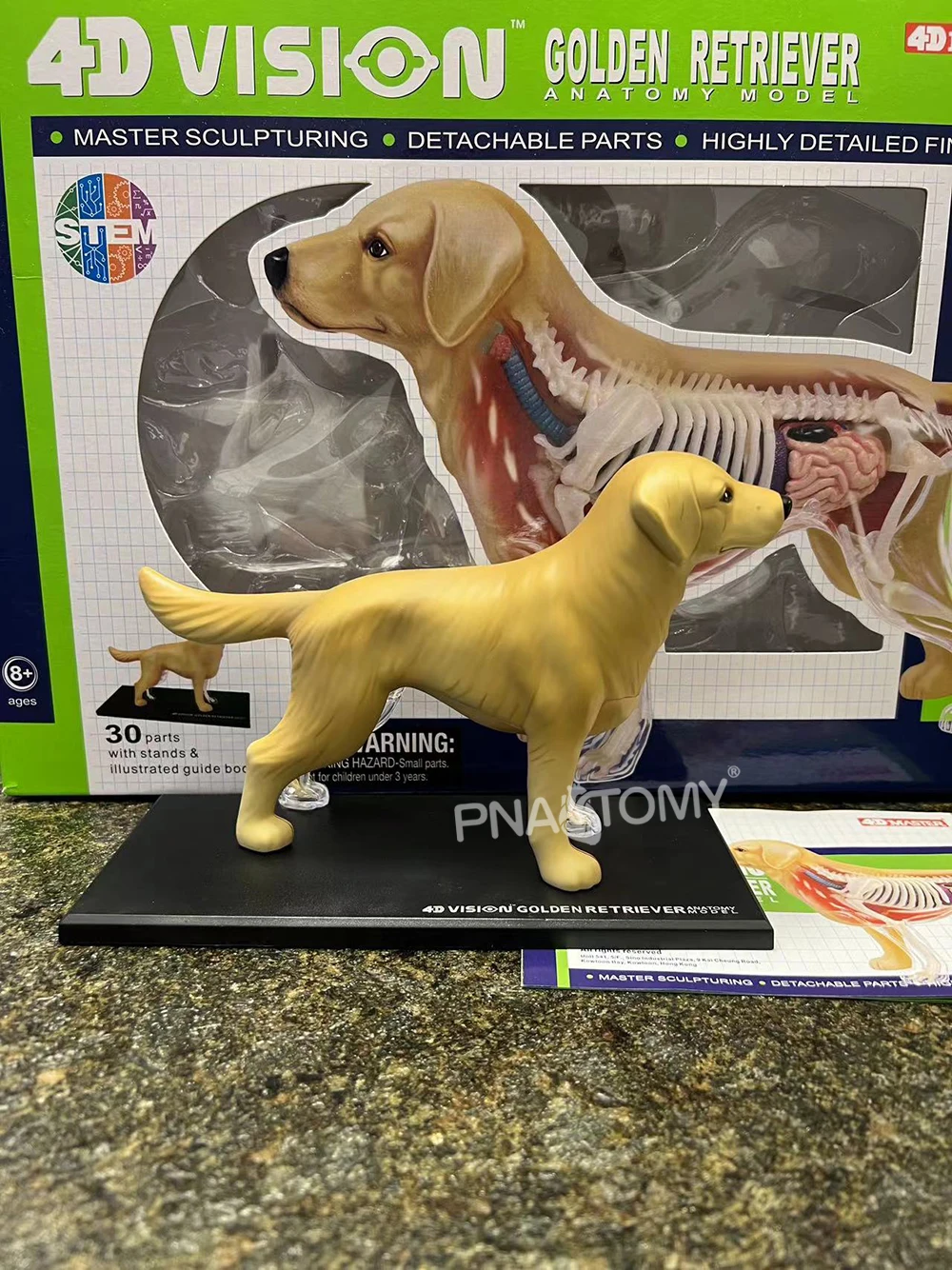 4D MASTER Dog Model Golden Ret Assembled Canine Building Anatomical Model Animal Skeleton Educational Equipment Dog Anatomy