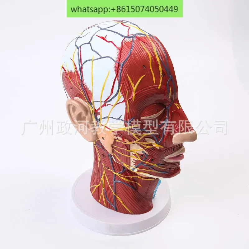 Superficial nerve model of human head Sagittal cross-sectional vascular nerve model Minimally invasive cosmetology