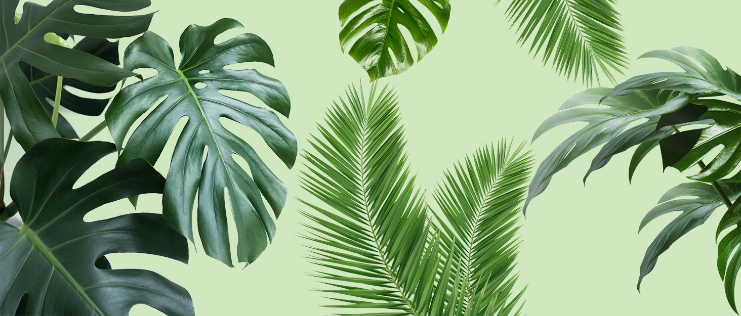 24/36/48 Zoll Kunststoff-Moosstange für Monstera, große D-förmige Stangen, Topf, Kletterpflanzen, Arbeiten, Sphagnum Moss, Gartenwachstumspfahl – Detail 1