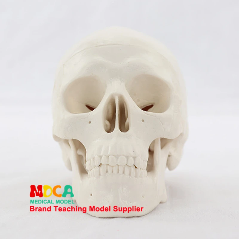 Human Anatomical Model Medicine Skull Human Model Anatomical Head Anatomy Teaching Skeleton Head Studying Teaching Supplies