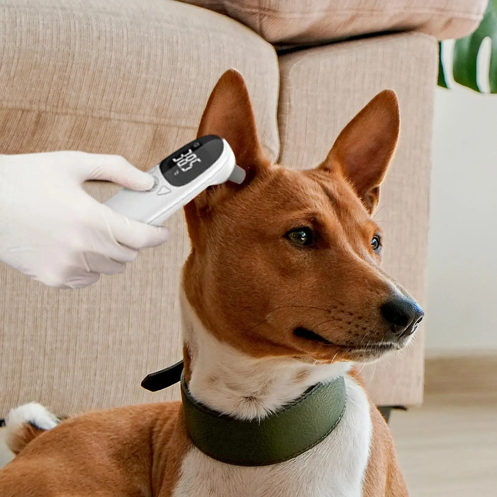 Detection Device Animal Thermometers Puppy Thermometers Fever For Cats Vet Tech Supplies For Pet High-Precision Accurate Led