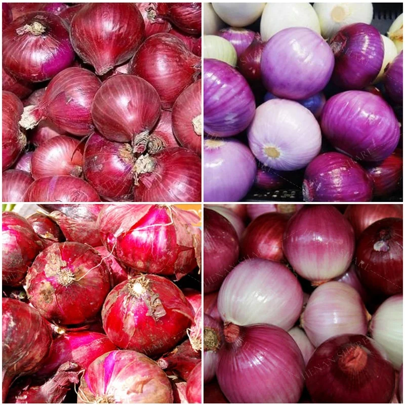 Onion Peeling Machine Trade and Garlic Peeling Machine Onion Peeler Machine