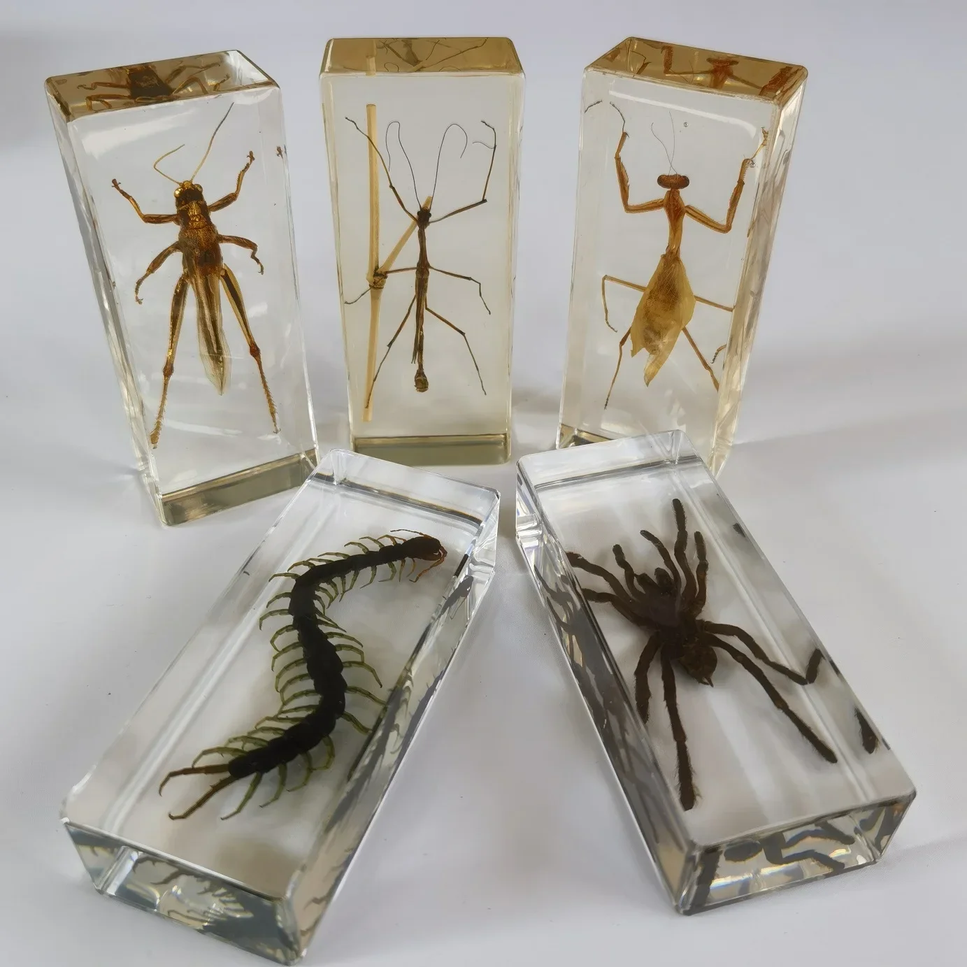 29 Resin Insect Bug Specimen Taxidermy Epoxy Resin Bug Spiders Beetles Specimen Model Scorpion Insect Crafts Decoration Ornament