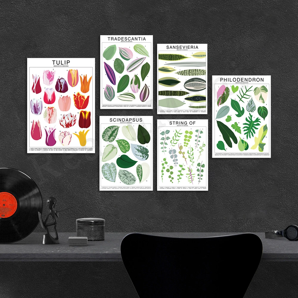 Tropical plant identification, saxifrage plant species, tulip, alocasia plant species, houseplant leaves infographic poster