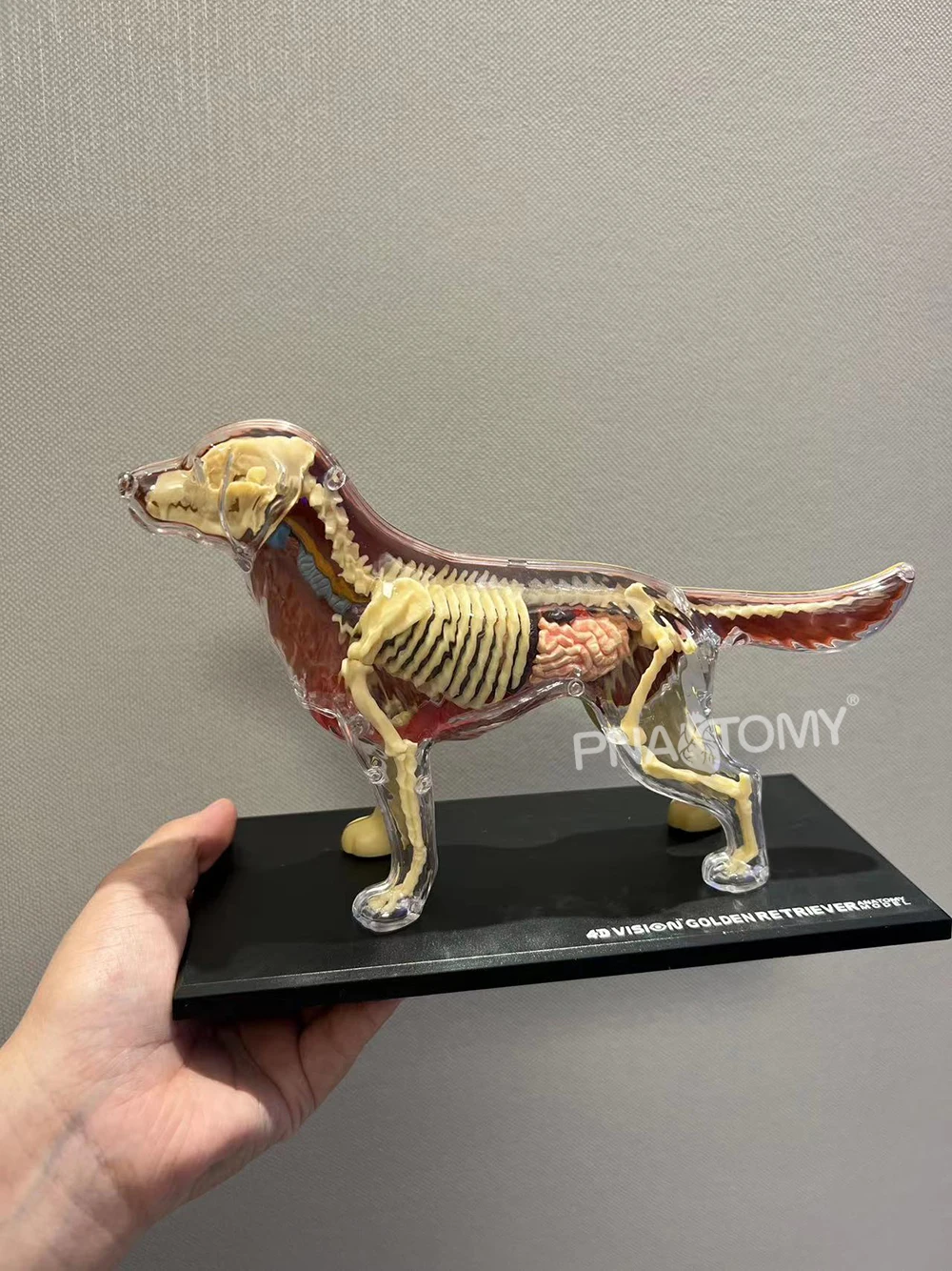 4D MASTER Dog Model Golden Ret Assembled Canine Building Anatomical Model Animal Skeleton Educational Equipment Dog Anatomy