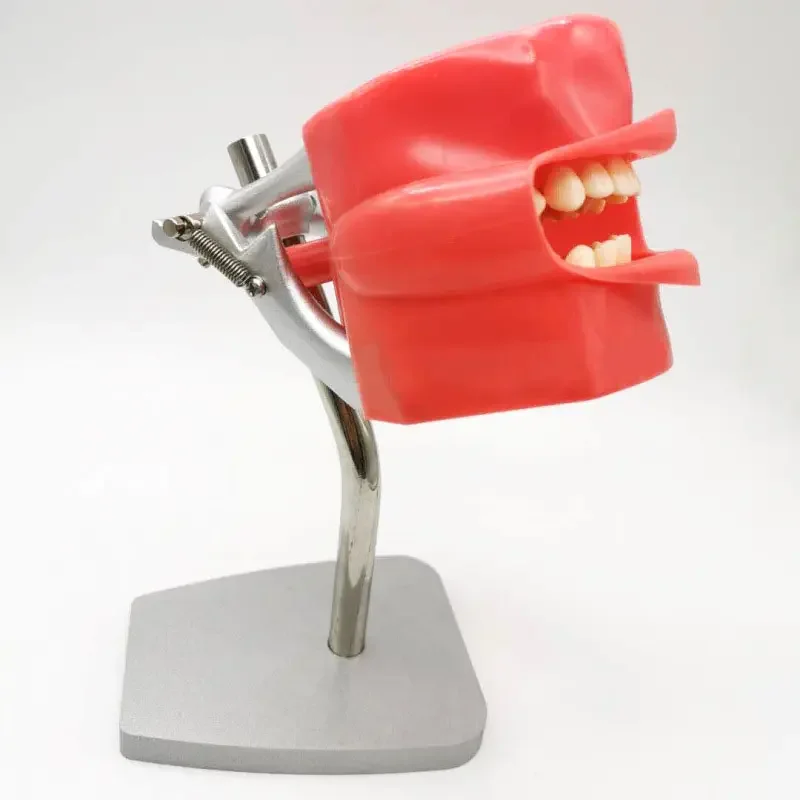 Professional Simple Type Removeable Lab Training Model with Replaceable Teeth for Medical Student
