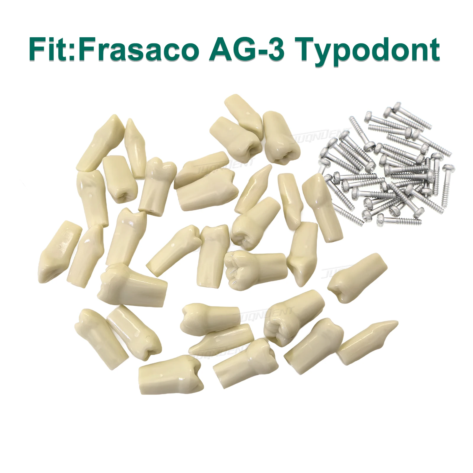 Fit Frasaco Ag3 Teeth Typodont Dental Teeth Model Full Arch 32-tooth Screw-in Teeth for Practice Training Dentist Exam