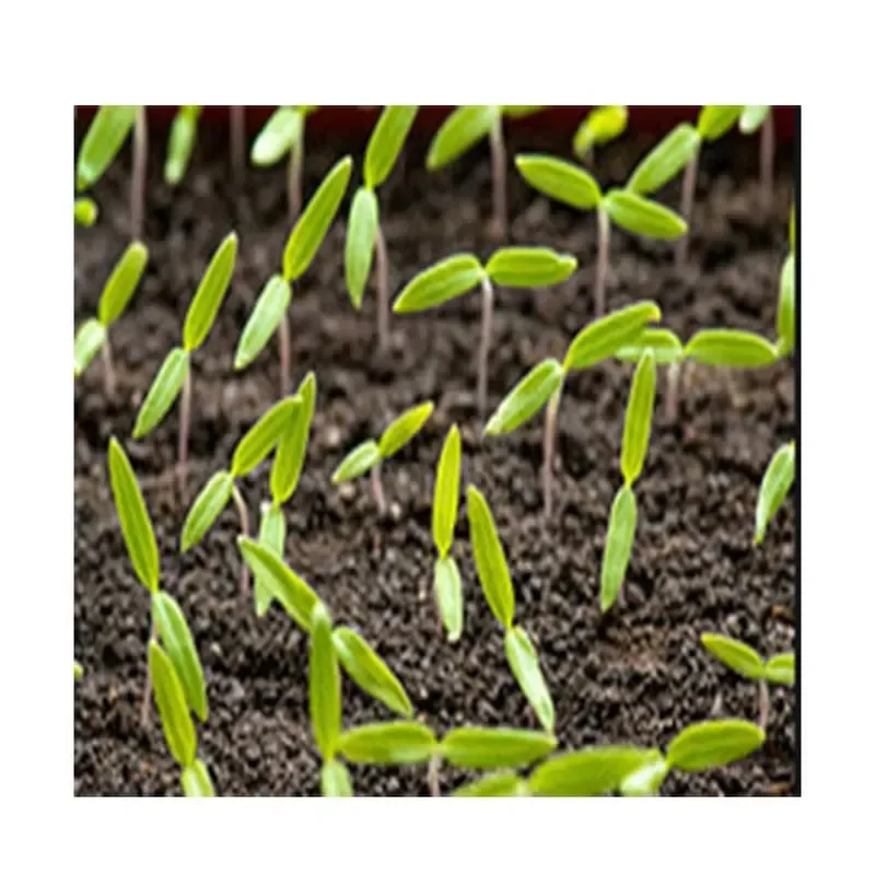 Planting Base Hole Tray Seedling Machine Automatic Light Sensing Seedling Machine Seeding and Seedling Raising Integrated