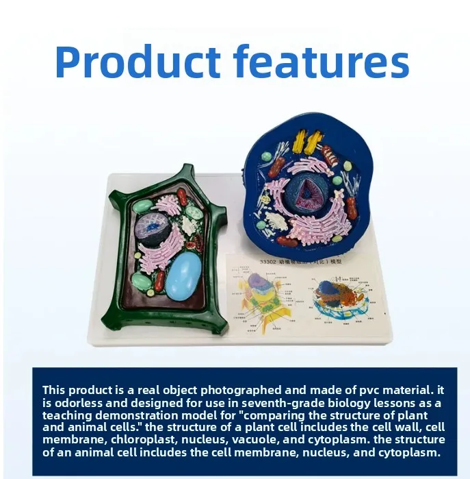 Animal Cell Model Microstructure Anatomical Model for Middle School Biology Teaching