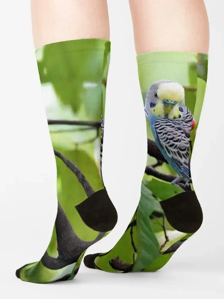 parakeet Socks Stockings man ankle luxe warm winter Luxury Woman Socks Men's