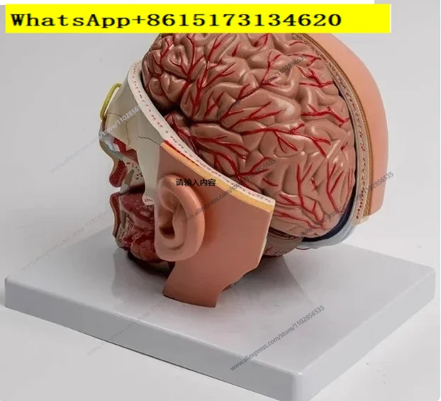 Human Anatomy Head Skull Brain Cerebral Artery Anatomical Model For Teaching material