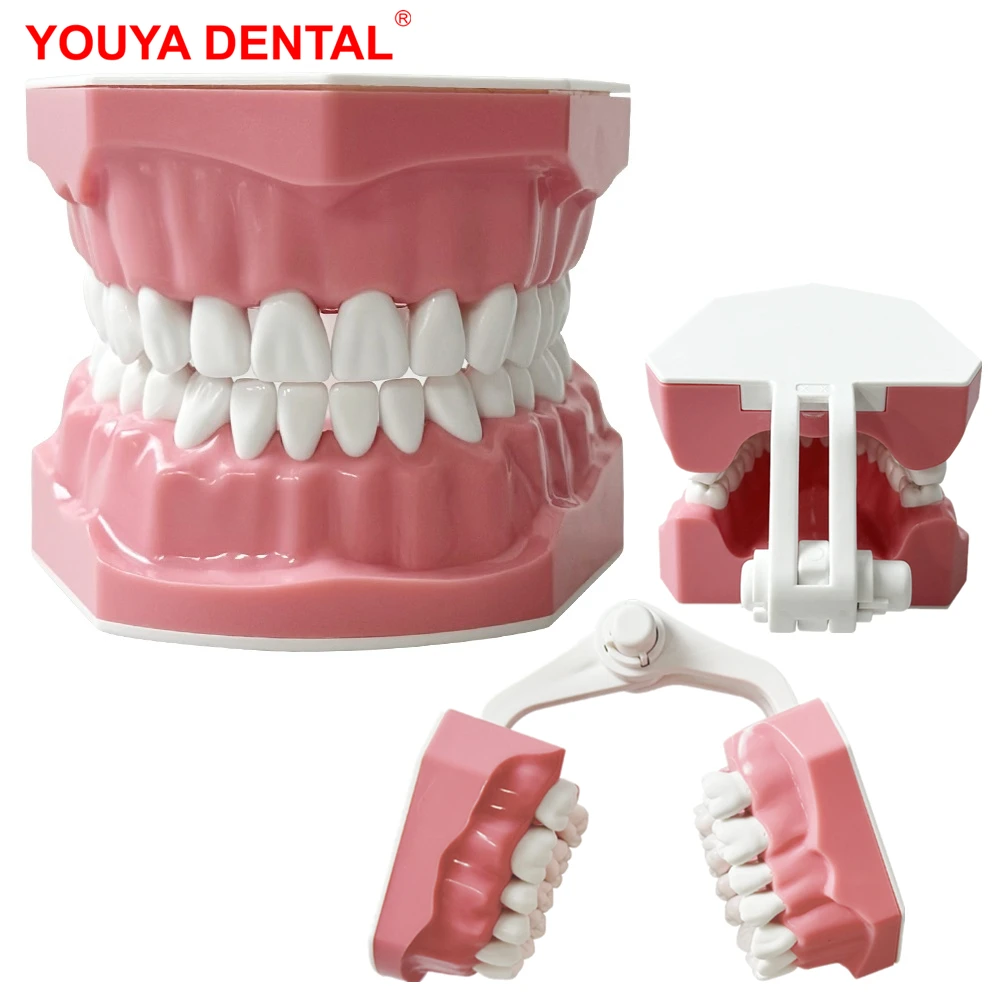 Plastic Teeth Model Dental Teaching Model Doctor Patient Communication Dentist Students Studying Education Demo Dentistry Models