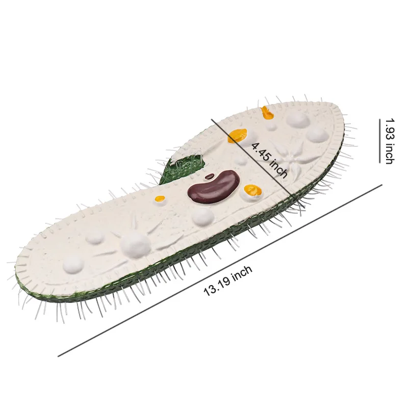 Paramecium model junior and high school biology classroom teaching model research display model