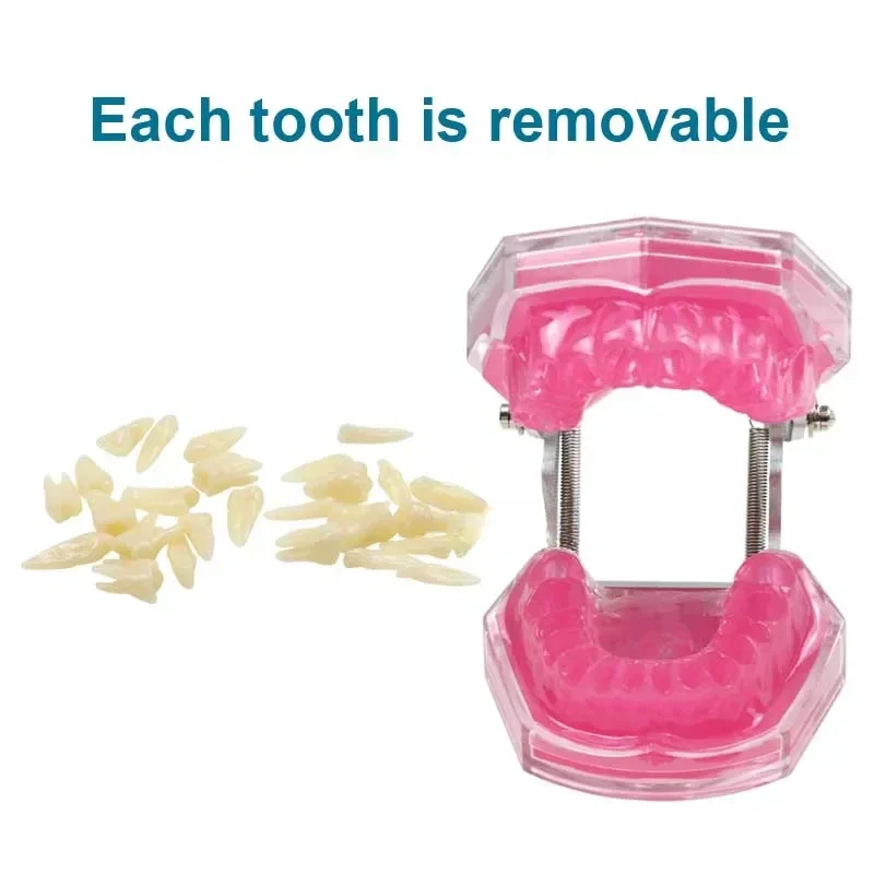 

Dentals Teaching Practice Teeth Model /Soft Gum for Training /Dentist Studying Teeth Jaw Models