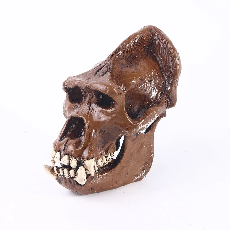 Gorilla Skull Model Chimpanzees Skull Resin Art Crafts Animal Skeleton Research Sketch Teaching Specimen Collection Sculptures