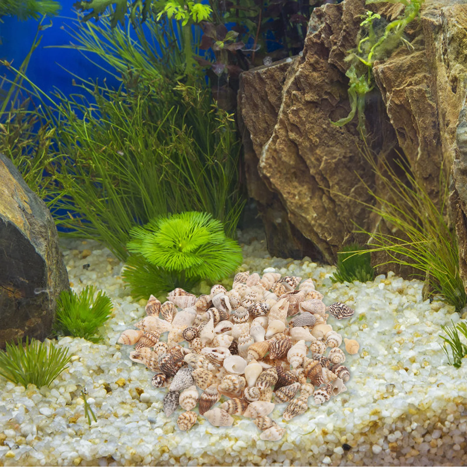 

Ciieeo Natural Small Conch Vase for Ocean Themed Decor Fish Tank Craft Filler Coastal Beach Shell Home Decoration