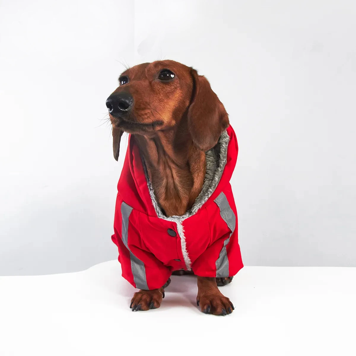 Reflecterende jas met vier poten voor windhonden, sweatshirt voor Wienerhonden, modieuze jas voor windhonden voor de herfst en winter.