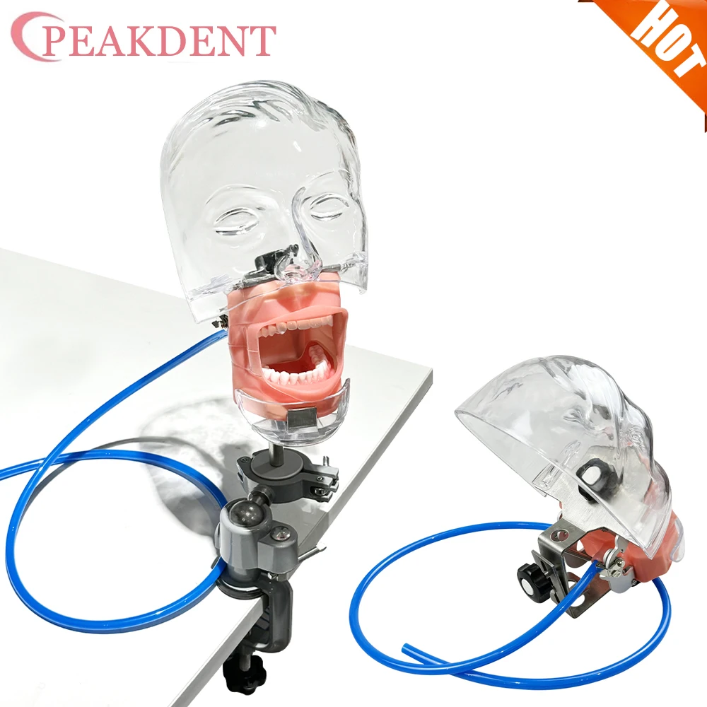 

Dental Phantom Head Dental Simple Head Model Practice Training Simulator Phantom Head Removable For Teaching Practice Studying