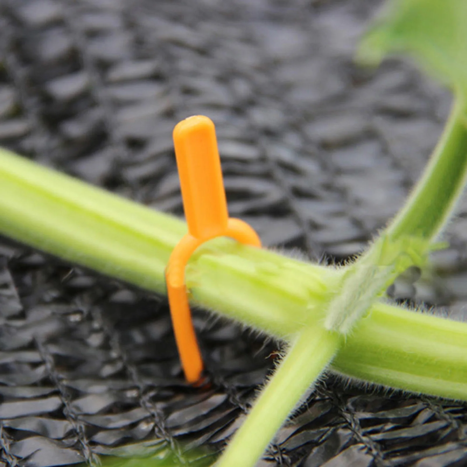 100/200/300Pcs of Plastic Gardening Plant Pins Agricultural Plant Fixing Clips Flowers Watermelon Vine Clips for Plant Supports