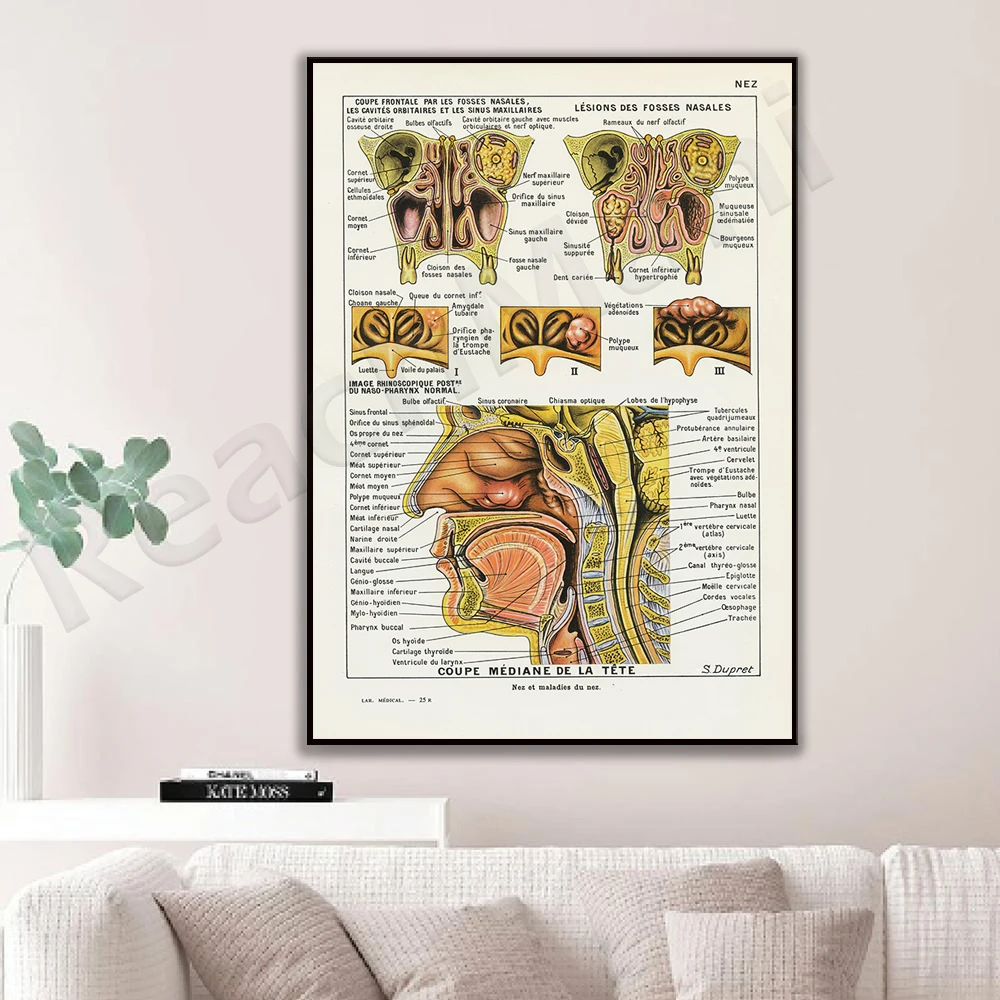 nose print 1952 french vintage anatomy print, vintage breathing medical decor, medical gift, heart gift for doctor office decor