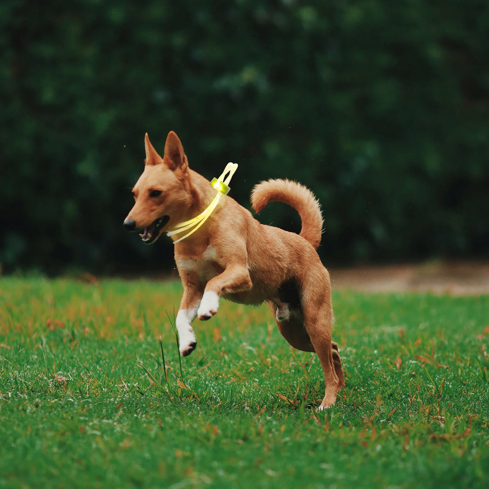 

2pcs Luminous Dog Collars Led Pet Collars Adjustable Night Glowing Flashing Collar Durable Lightweight For Small Medium Large